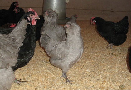 18 month old Lavender Ameraucana rare breed hens (and Black Penedesencas)