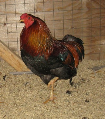 Partridge Chantecler Rooster from ChickeesMom in Alberta for breeding this year. 
