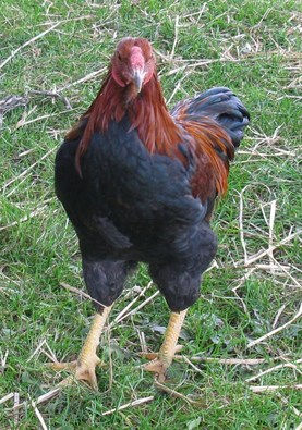 Partridge Chantecler Cockeral Son of Rooster from ChickeesMom in Alberta & John Blehm Hen for breeding this year.