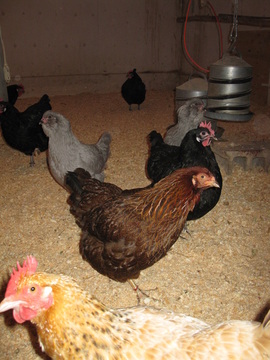 Blondie (Euska oiloa), one of my Partridge Chanteclers, Black penedesencas, Lavender ameraucanas rare breed hens