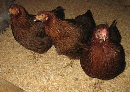 Three woodgrained (Partridge) Chanteclers, cold hardy and awesome winter laying chickens!   Looking for food!