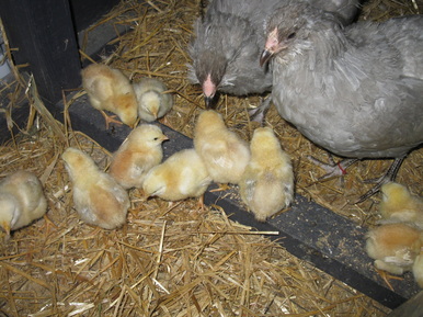 2 Young Lavender Ameraucana rare breed hens raising a clutch of Euskal Oiloa chicks