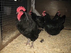 Skeffling Lavender Farms 2012 Black pendesencas Breeding group 9 hens one rooster